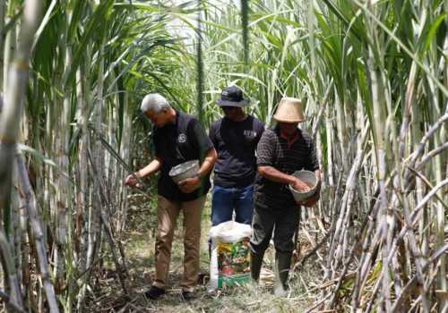 Petani Tebu Jatim Wadul ke Ganjar : Pak, Pabrik Tebu Negara Banyak Tikusnya