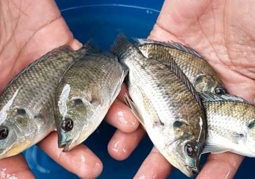 Tak Banyak yang Tahu, Ini Sederet Manfaat Konsumsi Ikan Nila