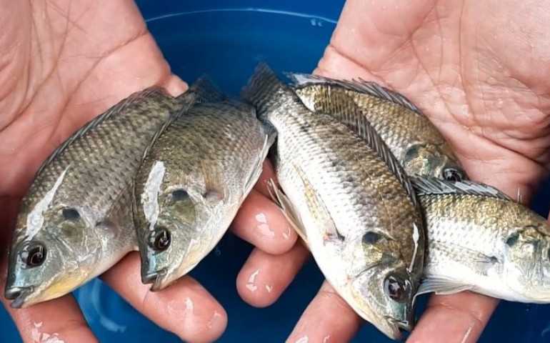 Tak Banyak yang Tahu, Ini Sederet Manfaat Konsumsi Ikan Nila