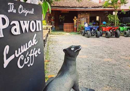 Manjakan Lidah Bersama Keunikan Kopi Luwak Borobudur Magelang