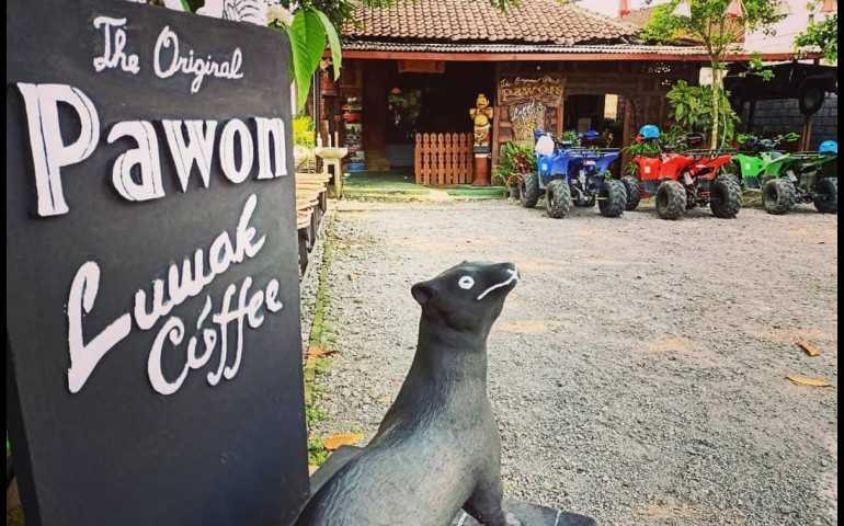 Manjakan Lidah Bersama Keunikan Kopi Luwak Borobudur Magelang