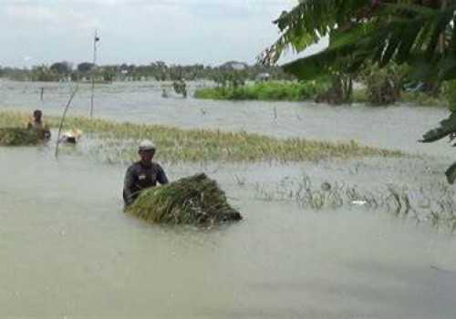 Ribuan Hektare Sawah di Jateng Terancam Gagal Panen