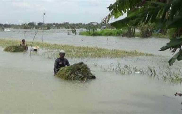Ribuan Hektare Sawah di Jateng Terancam Gagal Panen