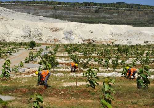 Peringati Hari Hutan Internasional 2024, SIG Tanam Lebih dari 500 Ribu Pohon di Lahan Pascatambang Pabrik Tuban