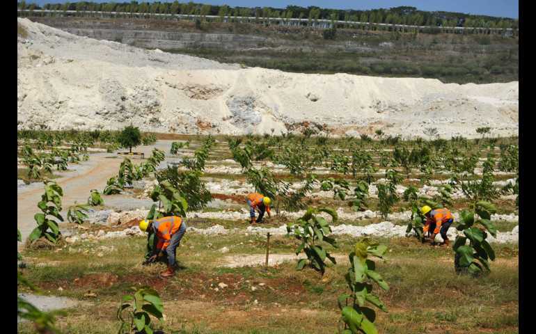 Peringati Hari Hutan Internasional 2024, SIG Tanam Lebih dari 500 Ribu Pohon di Lahan Pascatambang Pabrik Tuban