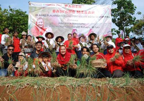 Panen Besar Bawang Merah, Mbak Ita Beberkan Kota Semarang Daulat Pangan