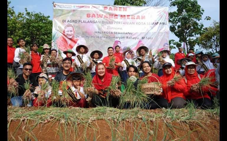 Panen Besar Bawang Merah, Mbak Ita Beberkan Kota Semarang Daulat Pangan