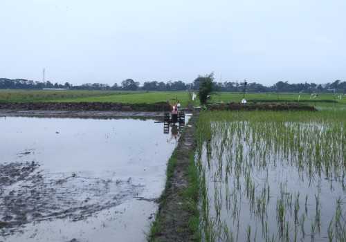 Tingkatkan Ketahanan Pangan Kota Semarang, Padi Biosalin Siap Pindah Tanam