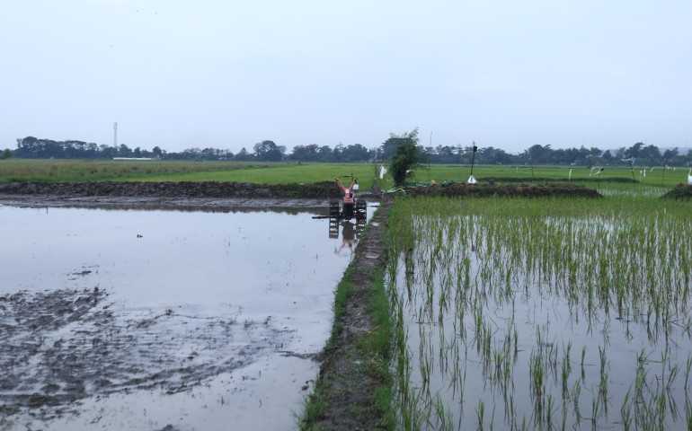 Tingkatkan Ketahanan Pangan Kota Semarang, Padi Biosalin Siap Pindah Tanam