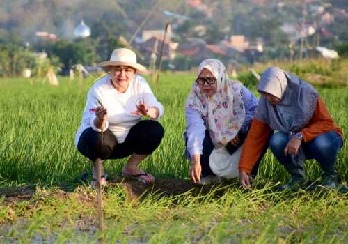 Mbak Ita Berharap Padi Biosalin Bisa Berikan Kesejahteraan Masyarakat Pesisir
