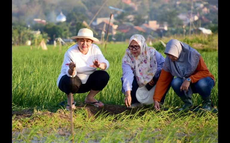 Mbak Ita Berharap Padi Biosalin Bisa Berikan Kesejahteraan Masyarakat Pesisir