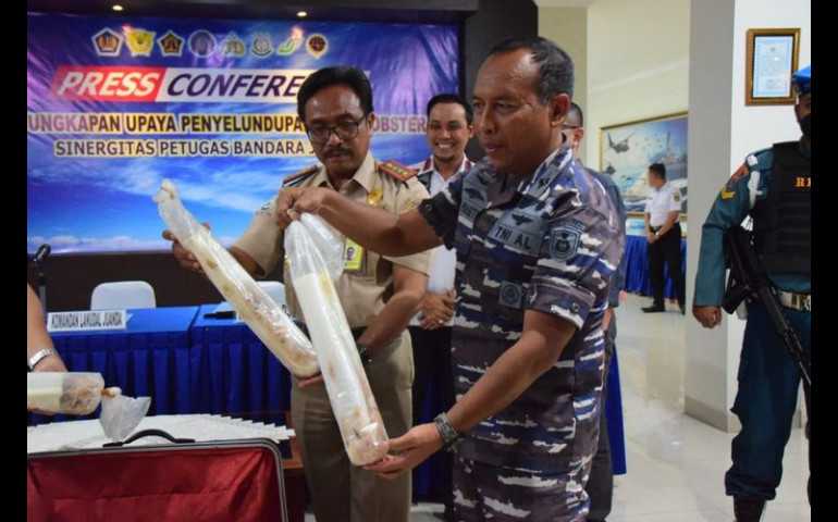 TNI AL Gagalkan Penyelundupan Lobster Senilai Rp 1,3 M