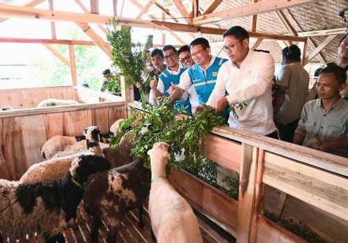 Terus Kembangkan Bahan Co-Firing Biomassa, PLN Bersama Kementan Luncurkan Model Pertanian Terpadu