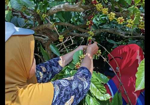 Tren Pertanian Organik Semakin Diminati Petani Jawa Tengah