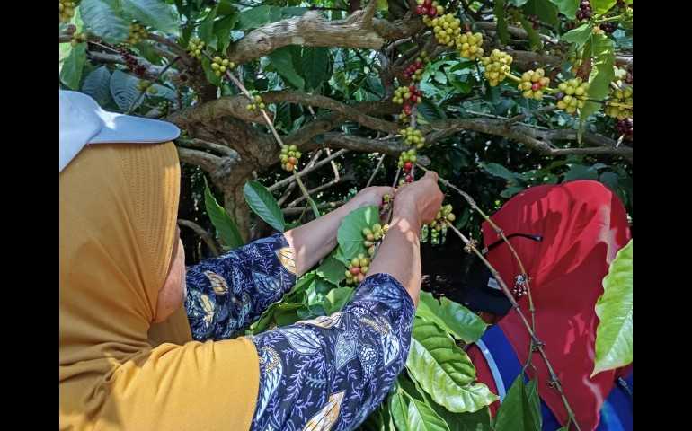Tren Pertanian Organik Semakin Diminati Petani Jawa Tengah