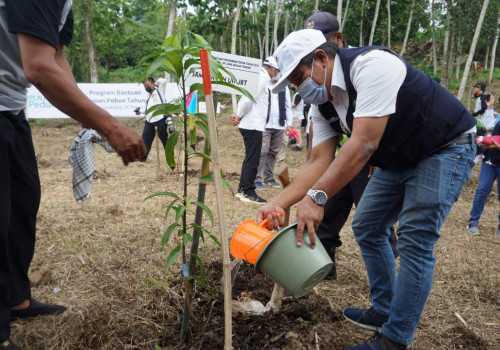 PLN Peduli Dukung Pengembangan Agroforestry, Tingkatkan Dampak Positif Penghijauan