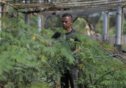 Ubah Lahan Kritis Jadi Hijau dan Produktif, PLN Kembangkan Ekosistem Biomassa Berbasis Pertanian Terpadu