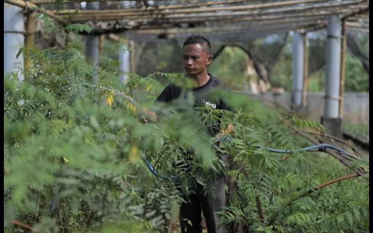 Ubah Lahan Kritis Jadi Hijau dan Produktif, PLN Kembangkan Ekosistem Biomassa Berbasis Pertanian Terpadu