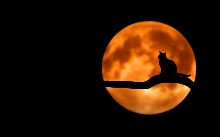 Sejarah Menarik Perayaan Halloween