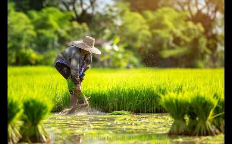 Cetak Sawah 150.000 Hektar, Indonesia Mantapkan Langkah Menuju Swasembada Pangan
