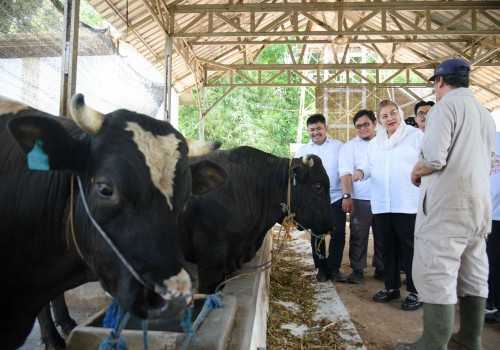 Mbak Ita Kunjungi Jatirejo Farm, Peternakan Sapi Wagyu Jadi Potensi Ekonomi Kota Semarang