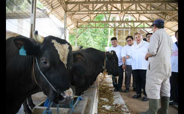 Mbak Ita Kunjungi Jatirejo Farm, Peternakan Sapi Wagyu Jadi Potensi Ekonomi Kota Semarang