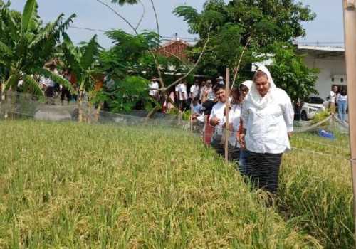 Tingkatkan Produksi Padi di Wilayah Pesisir, Pemkot Semarang dan BRIN Kembangkan Padi Biosalin 2 di Mangunharjo