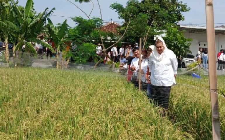 Tingkatkan Produksi Padi di Wilayah Pesisir, Pemkot Semarang dan BRIN Kembangkan Padi Biosalin 2 di Mangunharjo