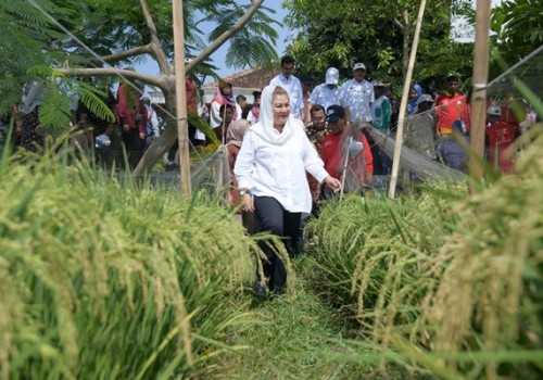 Wali Kota Semarang Dukung Inovasi Pertanian Padi Biosalin untuk Ketahanan Pangan