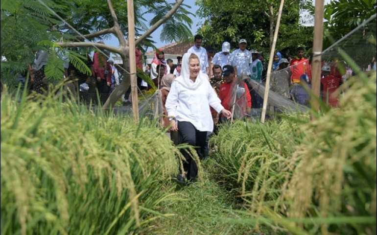 Wali Kota Semarang Dukung Inovasi Pertanian Padi Biosalin untuk Ketahanan Pangan
