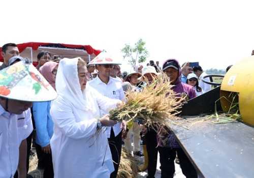 Kota Semarang Optimalkan 400 Hektare Sawah Tugu untuk Budidaya Padi Tahan Salinitas