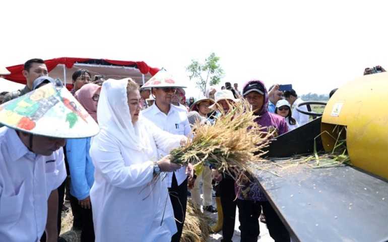 Kota Semarang Optimalkan 400 Hektare Sawah Tugu untuk Budidaya Padi Tahan Salinitas
