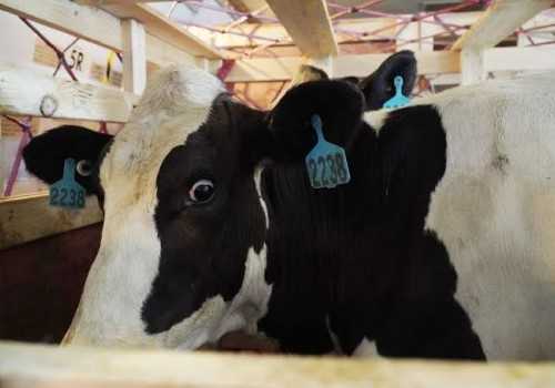 Dukung Gizi Anak Bangsa, Pemerintah Akan Datangkan 200 Ribu Sapi Perah