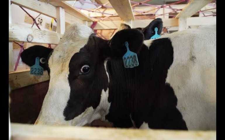 Dukung Gizi Anak Bangsa, Pemerintah Akan Datangkan 200 Ribu Sapi Perah