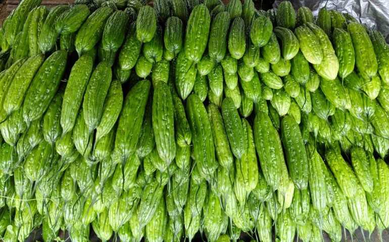 PI Niaga Demplot Pare Buktikan Keunggulan Pupuk Produksi PI Grup