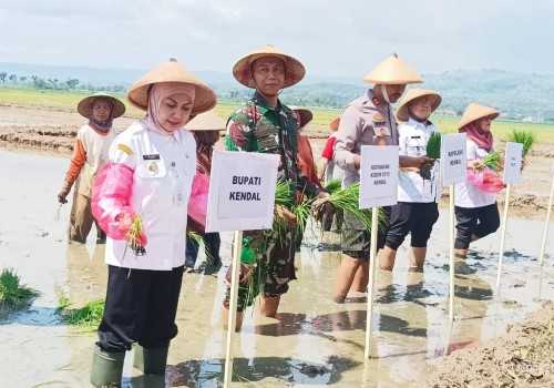 Bupati Kendal Yakin Capai Target Tanam Padi Meski Tantangan Besar