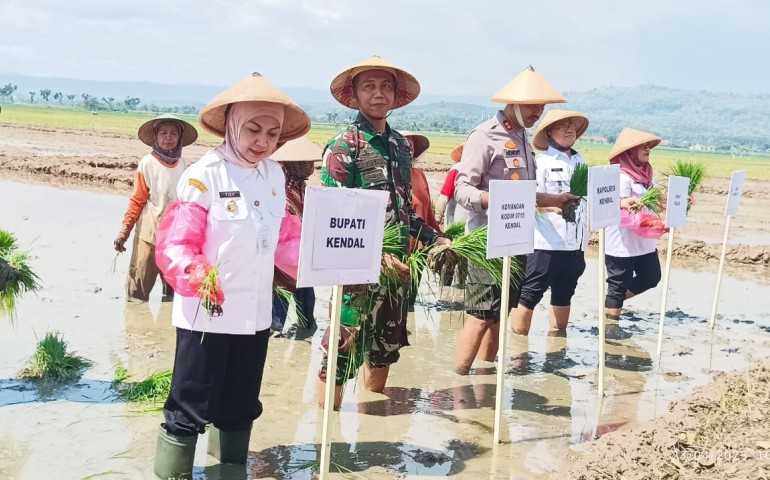 Bupati Kendal Yakin Capai Target Tanam Padi Meski Tantangan Besar