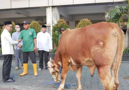 Idul Adha 1446 Hijriah, Kajati Hendro Pimpin Langsung Penyembelihan dan Pembagian Hewan Kurban di Kejati Jateng