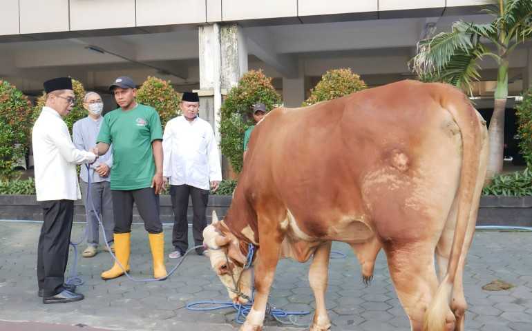 Idul Adha 1446 Hijriah, Kajati Hendro Pimpin Langsung Penyembelihan dan Pembagian Hewan Kurban di Kejati Jateng
