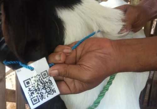 Pendataan Ternak di Grobogan, 15.000 Ekor Hewan Dipasangsi Barcode