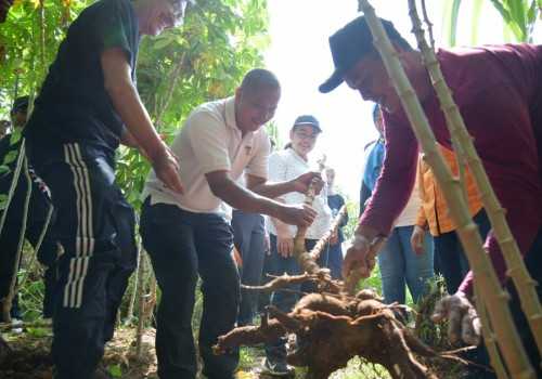 Perkuat Ketahanan Pangan, Agustina Wali kota Semarang Manfaatkan Lahan Kosong untuk Tanam Singkong dan Ubi