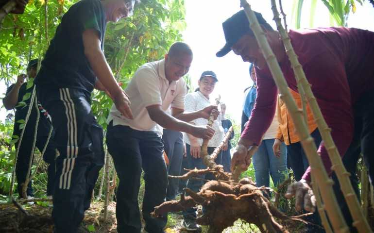 Perkuat Ketahanan Pangan, Agustina Wali kota Semarang Manfaatkan Lahan Kosong untuk Tanam Singkong dan Ubi