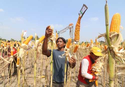 Syngenta Indonesia Dorong Pertanian Berkelanjutan Lewat NK Perkasa Sakti