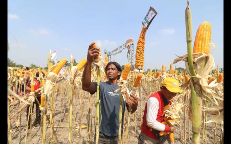 Syngenta Indonesia Dorong Pertanian Berkelanjutan Lewat NK Perkasa Sakti