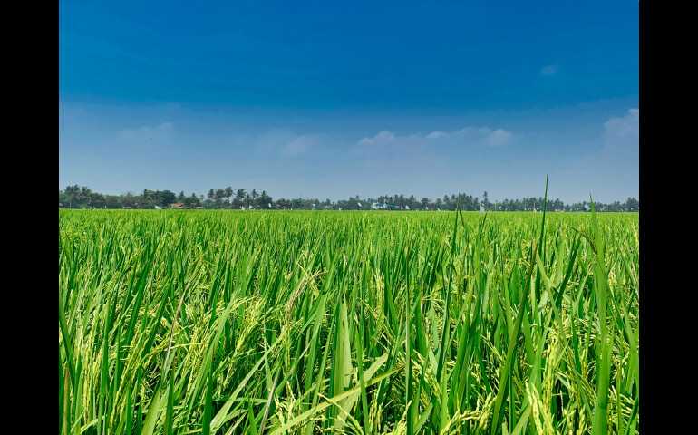 Polemik Data Kesediaan Beras Nasional, Surplus atau Menipis?