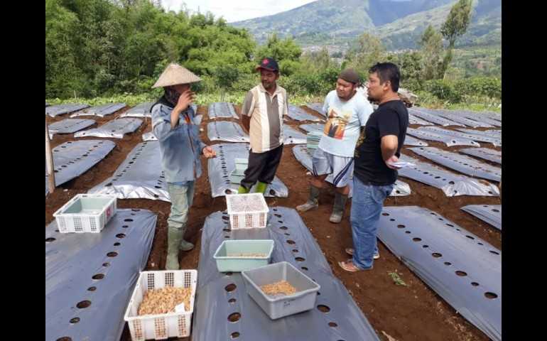 Inovasi Alat Pengendali Hama UDINUS Dorong Produktivitas Petani Hortikultura di Dieng
