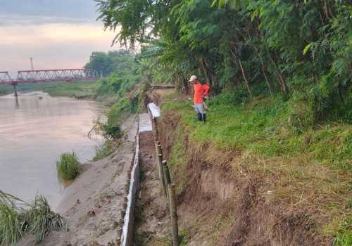 Tanggul Kali Bodri Kritis, PU Kendal Pasang Trucuk Bambu Sepanjang 50 Meter