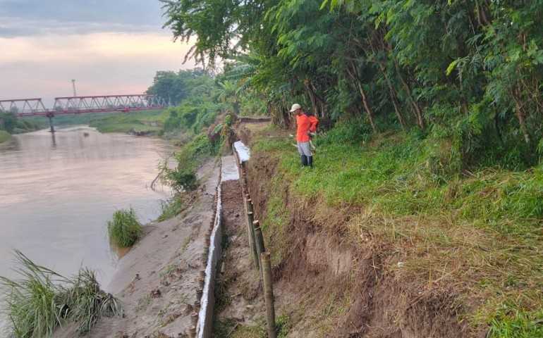 Tanggul Kali Bodri Kritis, PU Kendal Pasang Trucuk Bambu Sepanjang 50 Meter