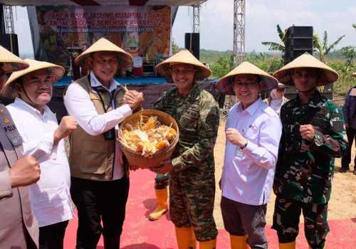 Dukung Panen Raya Blora, BULOG Komitmen Tampung Seluruh Produksi Jagung
