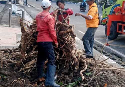 Dalam Semalam, 86 Pohon Tumbang di Semarang Berhasil Ditangani Pemkot